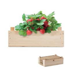 Graines de Fraises - Kit de Culture Écologique